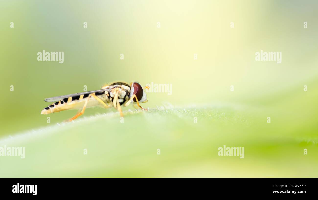 Macro de vue latérale au niveau des yeux d'un vol stationnaire ou d'une mouche de fleur ( Syrphidae ) assis sur une feuille, fond vert pastel rêveur, espace de copie, espace négatif, Banque D'Images