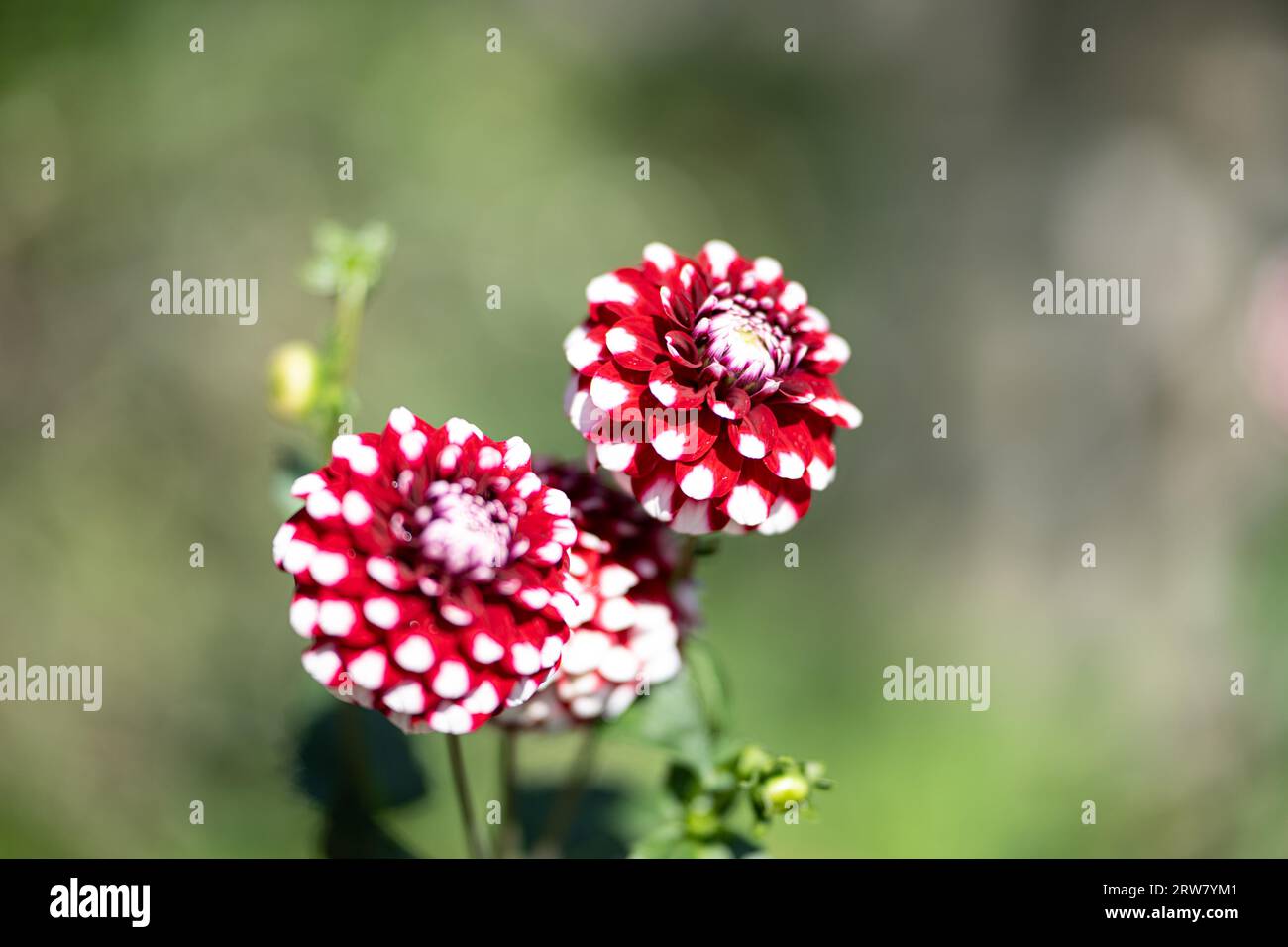 ,Natur, Die großblättrige Dahlie ist eine beliebte Zierpflanze, die für ihre prächtigen, großen Blüten in einer Vielzahl von Farben bekannt ist. SIE b Banque D'Images