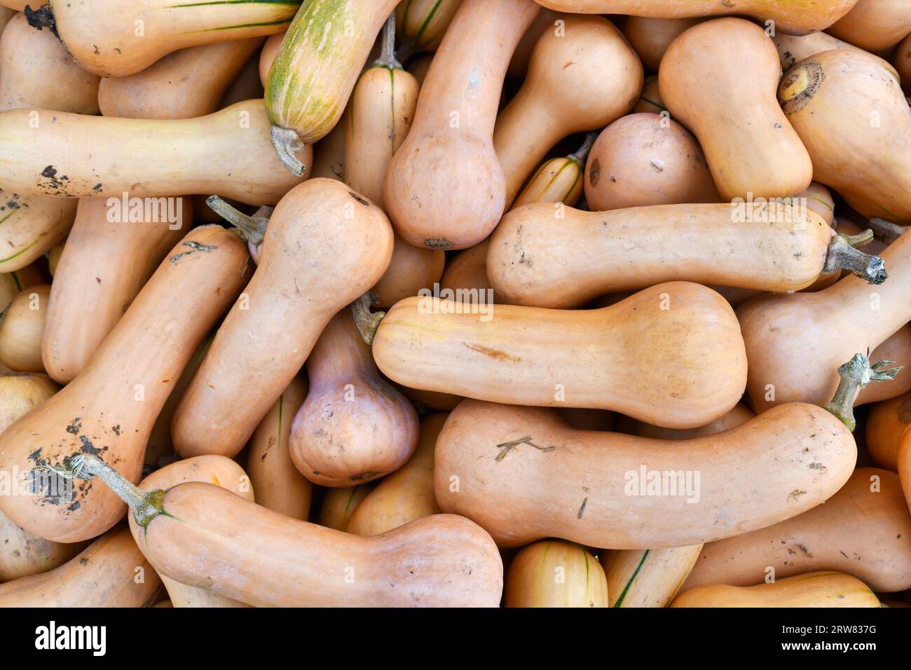 Vue de dessus de pile de longues citrouilles Butternut Banque D'Images