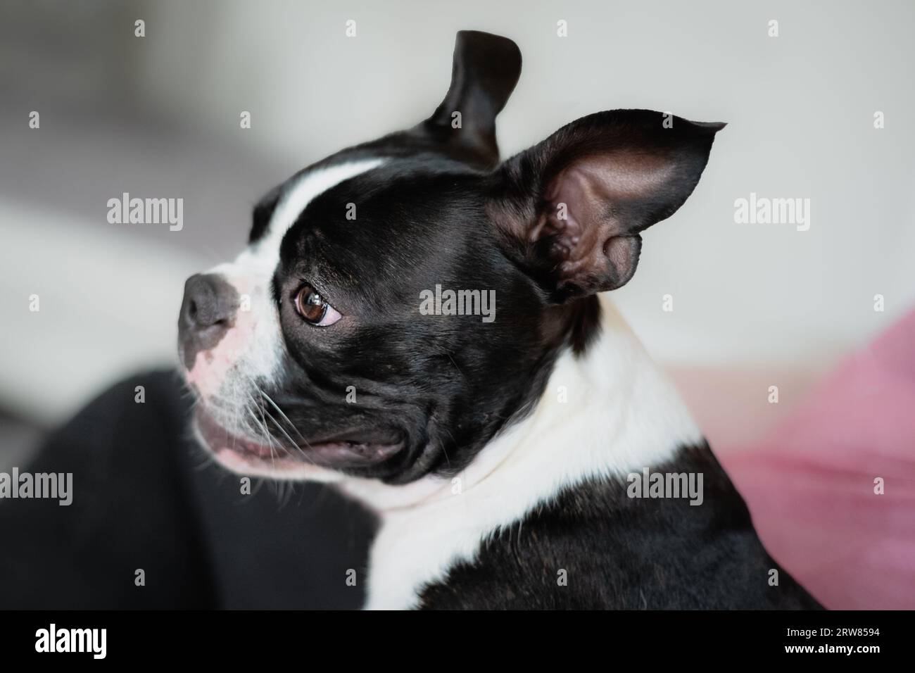 Portrait de chien Boston Terrier. Sa tête est de profil. Ses oreilles sont levées. Banque D'Images