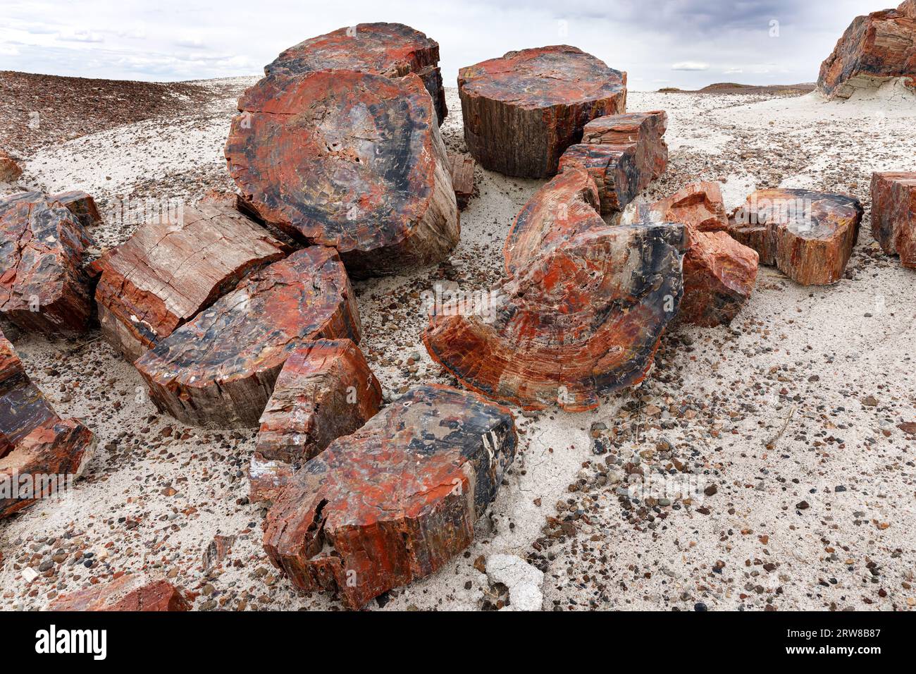 Arbres tombés pétrifiés de la fin du Trias, il y a environ 225 millions d'années. Parc national de la forêt pétrifiée, Arizona, États-Unis Banque D'Images
