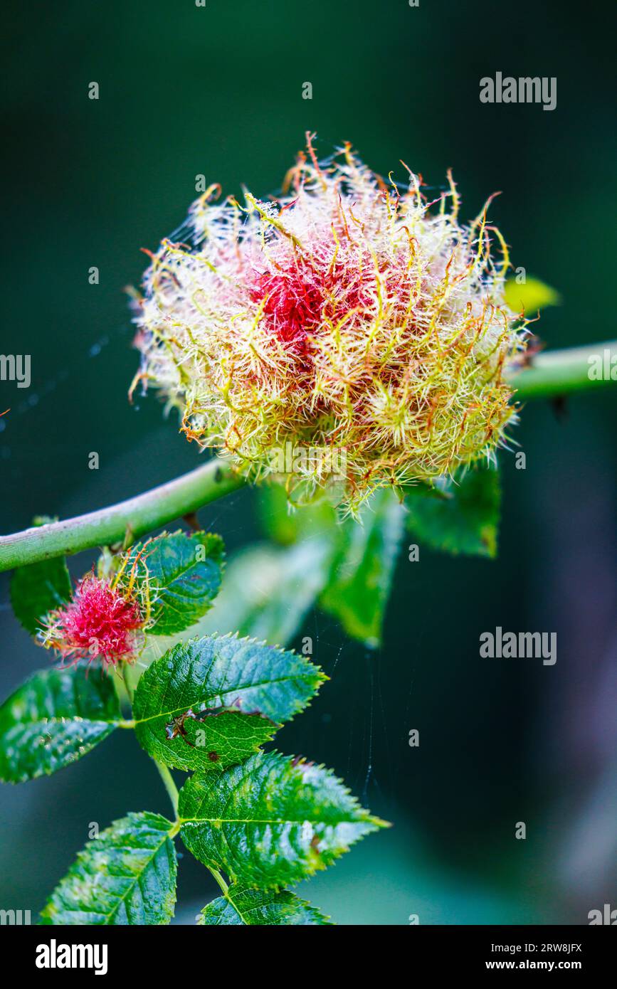 Le coussin d'épingle de Robin (rose bedeguar Gall), une croissance inoffensive causée par une espèce de guêpe galloise (Diplolepis rosae) sur une rose sauvage, Horsell Common, Woking Banque D'Images