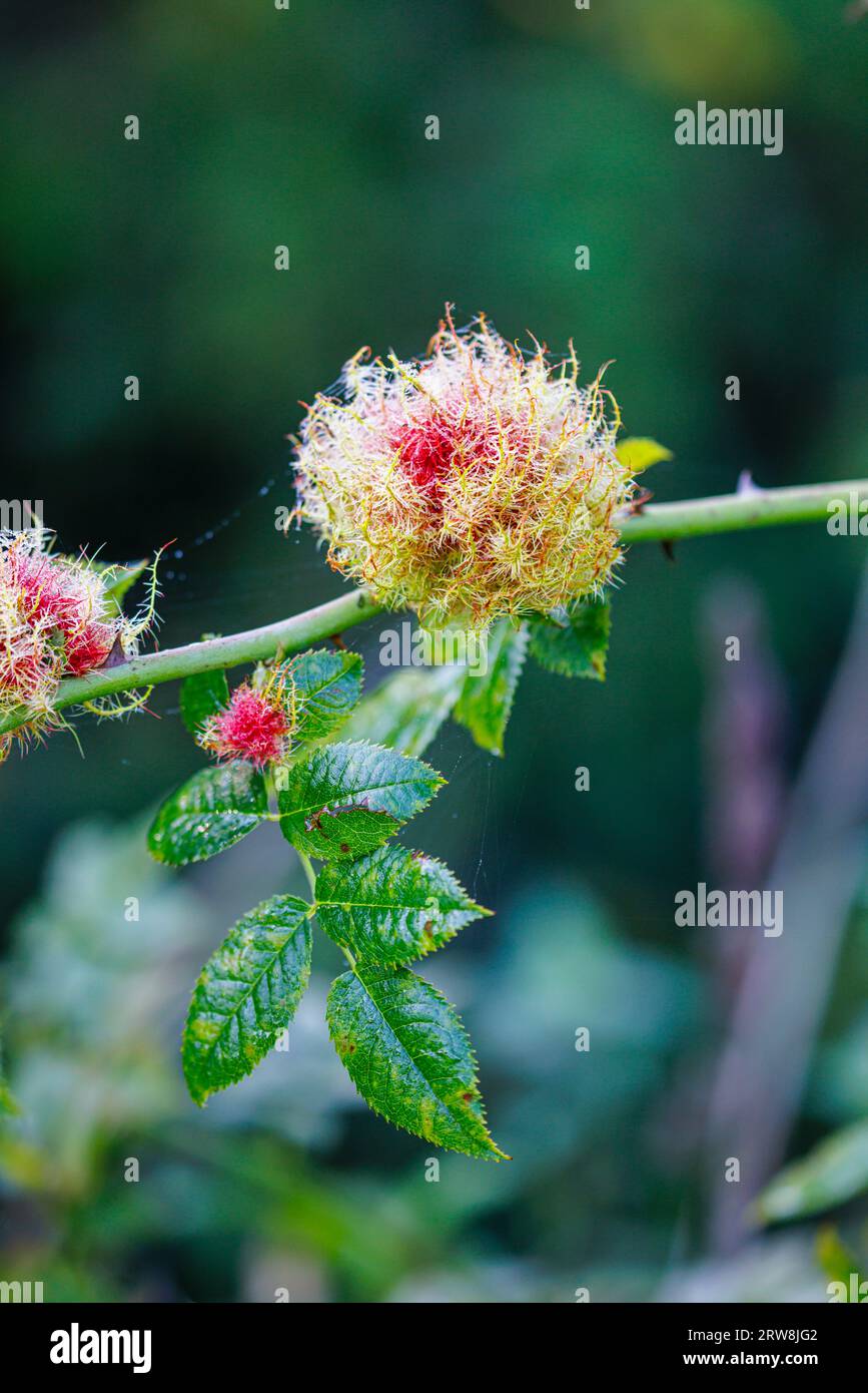 Le coussin d'épingle de Robin (rose bedeguar Gall), une croissance inoffensive causée par une espèce de guêpe galloise (Diplolepis rosae) sur une rose sauvage, Horsell Common, Woking Banque D'Images