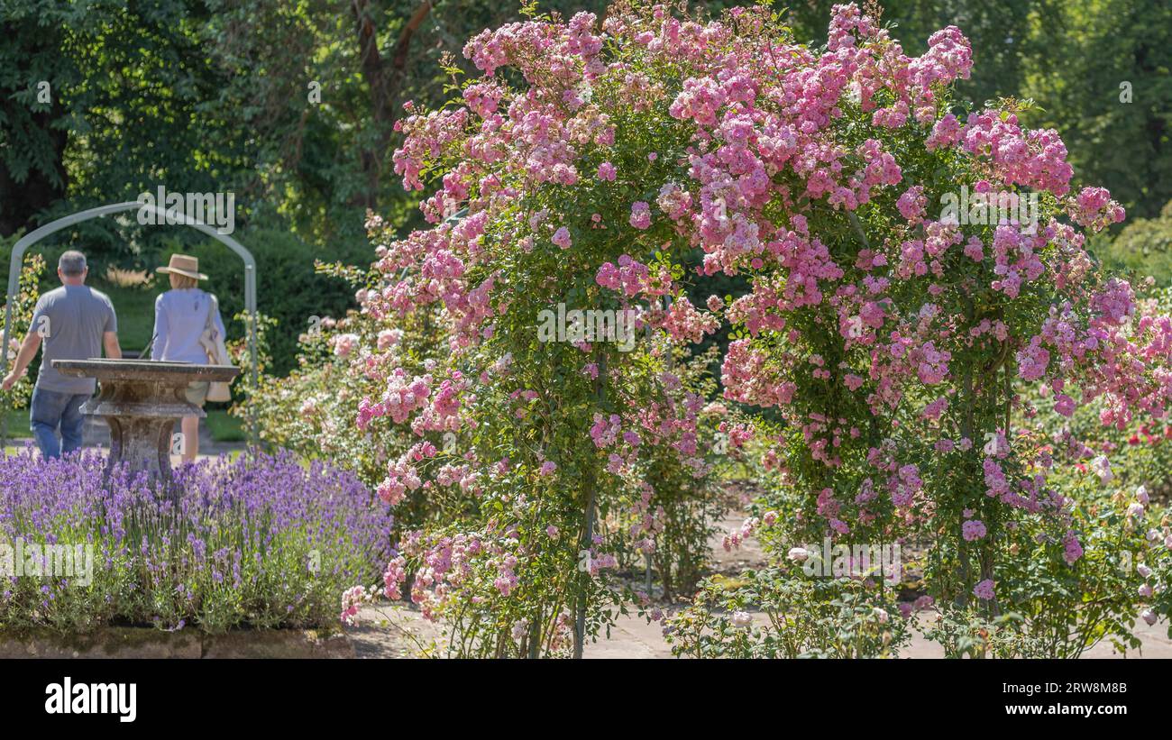 Couple se tenant la main dans un parc avec une arche romantique de fleurs roses roses Banque D'Images