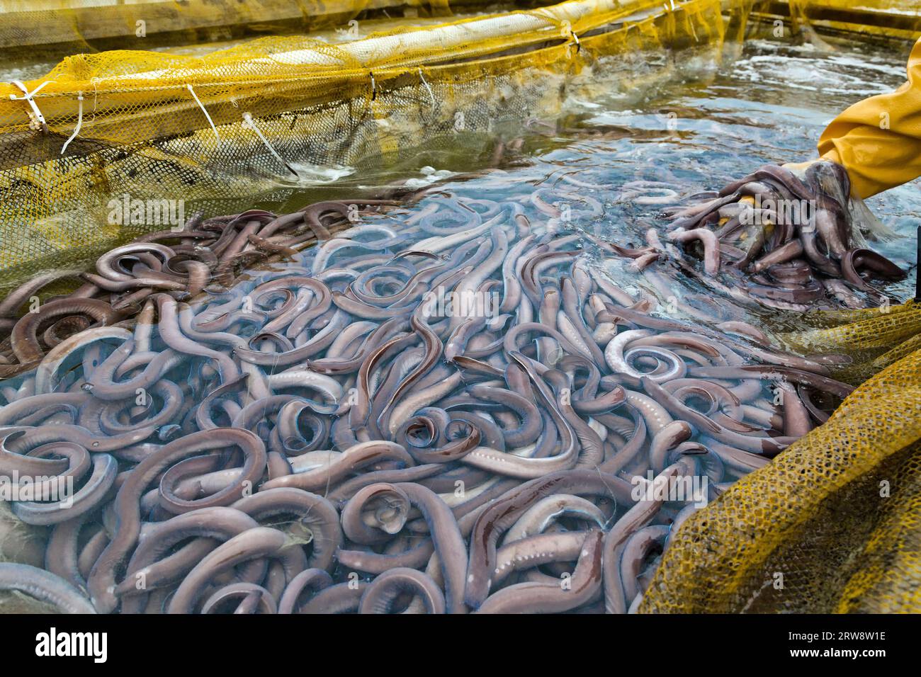 Poisson du Pacifique «Eptatretus stoutii», capture vivante, ouvrier nettoyant le réservoir du conteneur (enlevant la boue). Banque D'Images