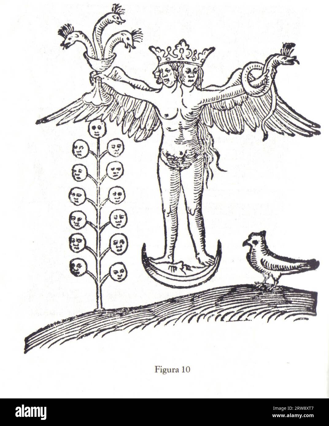 Hermaphrodite image Banque de photographies et d’images à haute