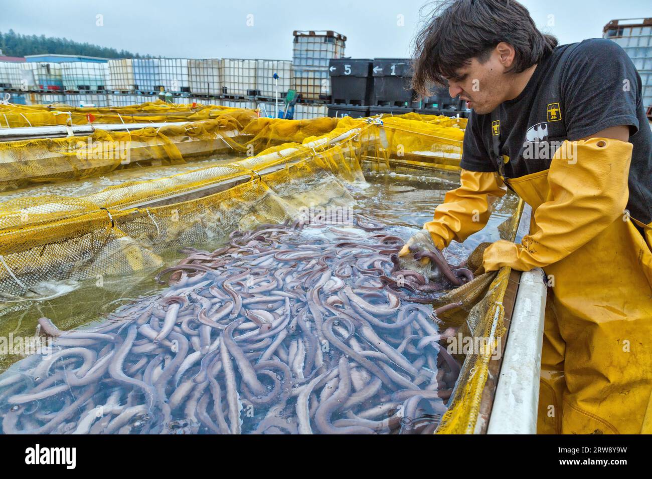 Hagfish du Pacifique, 'Eptatretus stoutii', prises vivantes, ouvrier nettoyant le réservoir de conteneurs (enlevant la boue). Banque D'Images