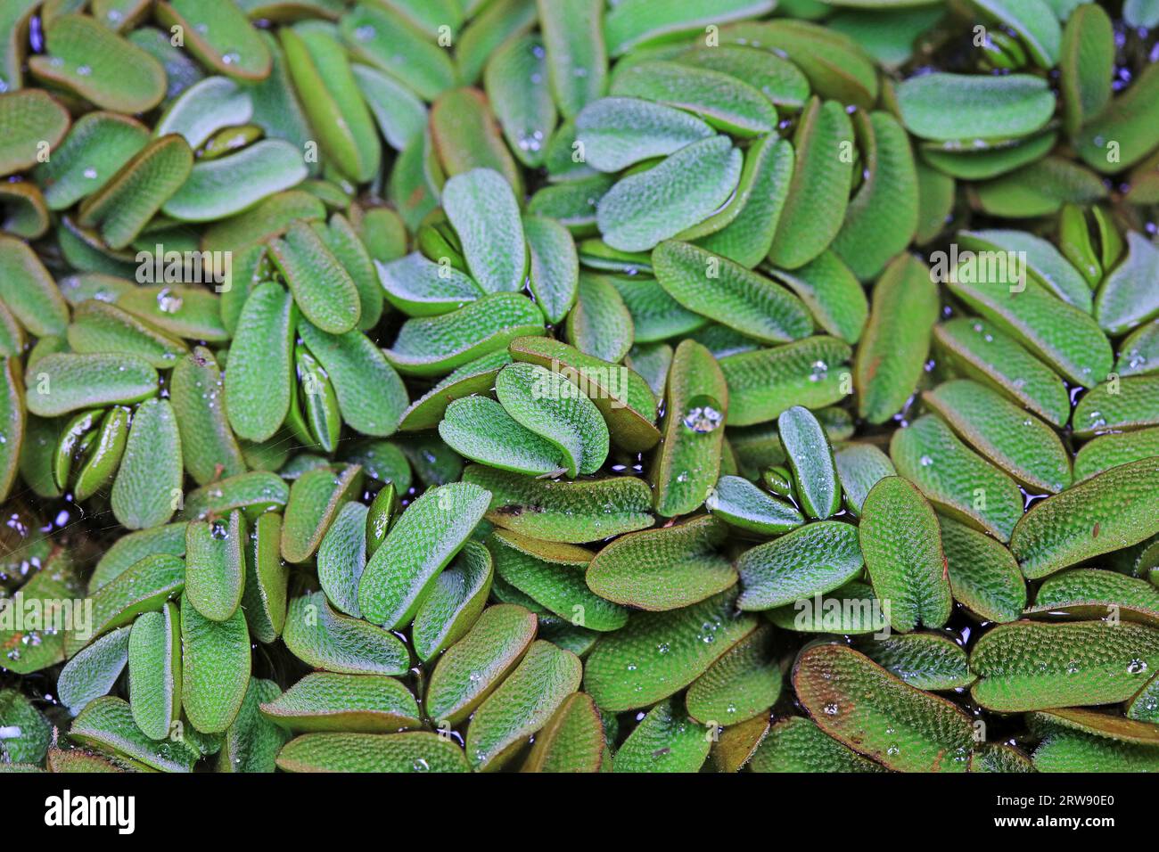 Plante aquatique Sophora japonica feuille Duckweed Banque D'Images