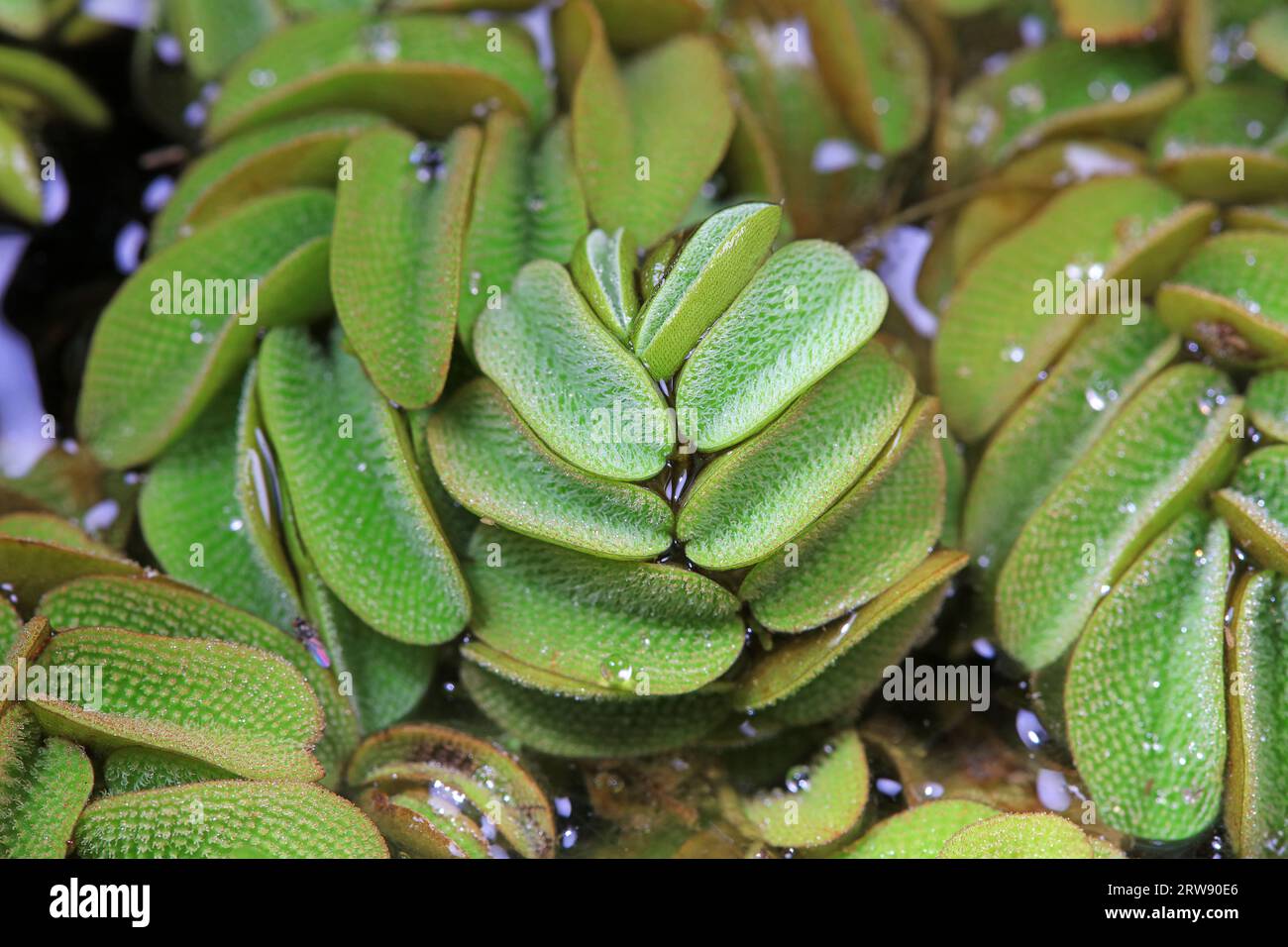 Plante aquatique Sophora japonica feuille Duckweed Banque D'Images
