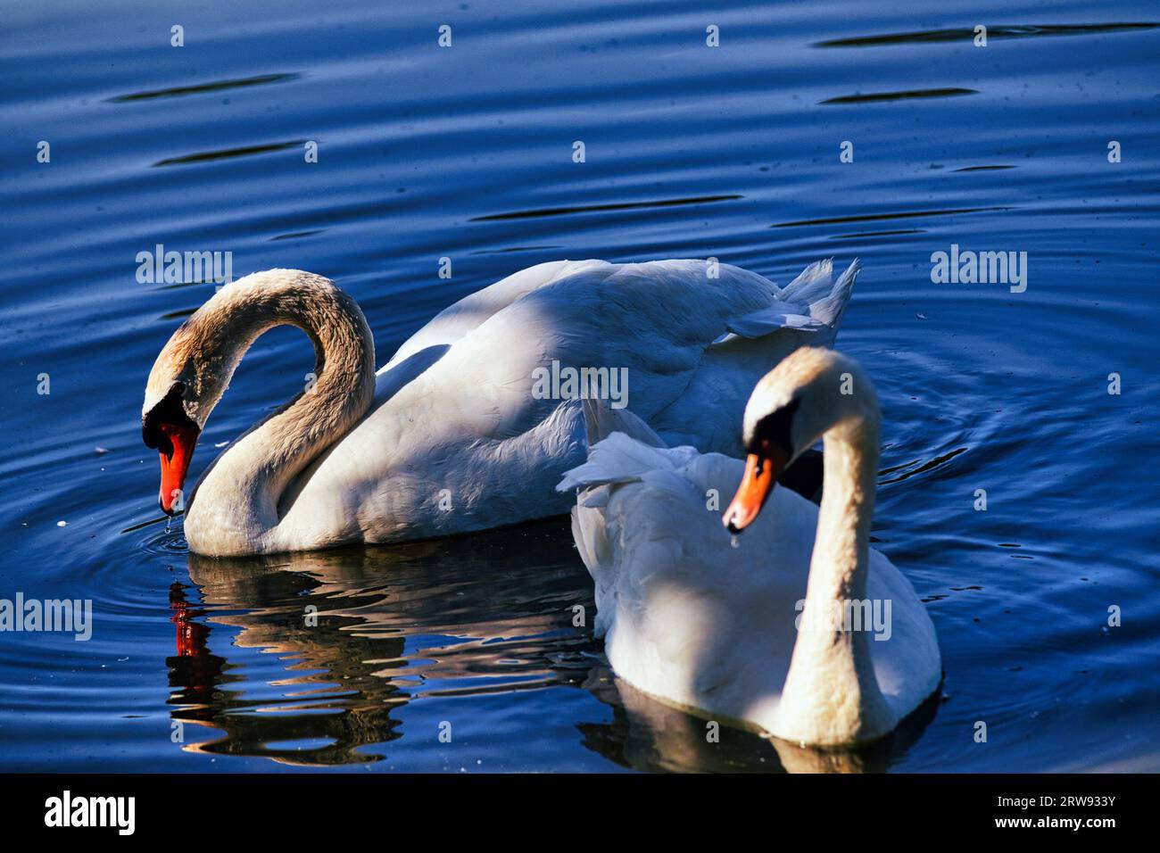 Au cœur serein d'un lac tranquille, quelques cygnes blancs naviguent sans effort dans l'eau vitrée. Leurs plumes, immaculées et belles Banque D'Images