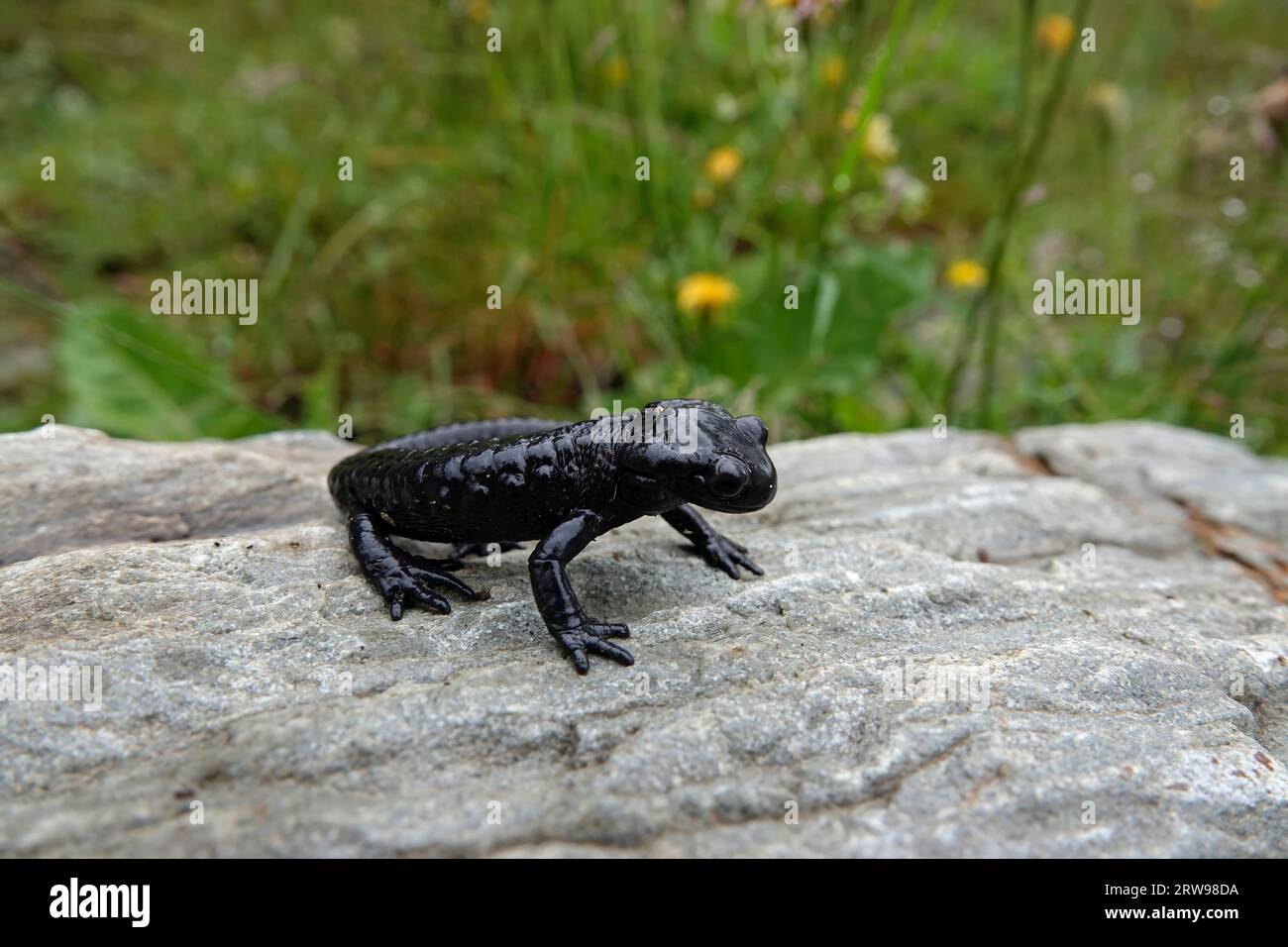 Gros plan sur la salamandre alpine noir charbon, Salamandra atra dans les Alpes carinthiennes autrichiennes Banque D'Images
