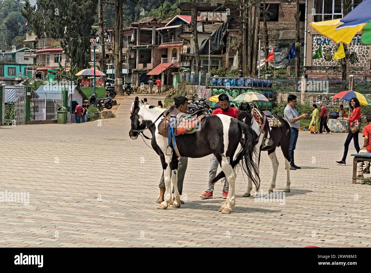 04.15.2023. Mirik, bengale occidental, Inde chevaux préparés pour être montés par leurs propriétaires Banque D'Images