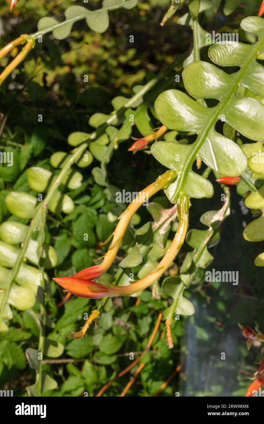 Cactus à arêtes de poisson, Flikig bladkaktus (Disocactus anguliger) Banque D'Images
