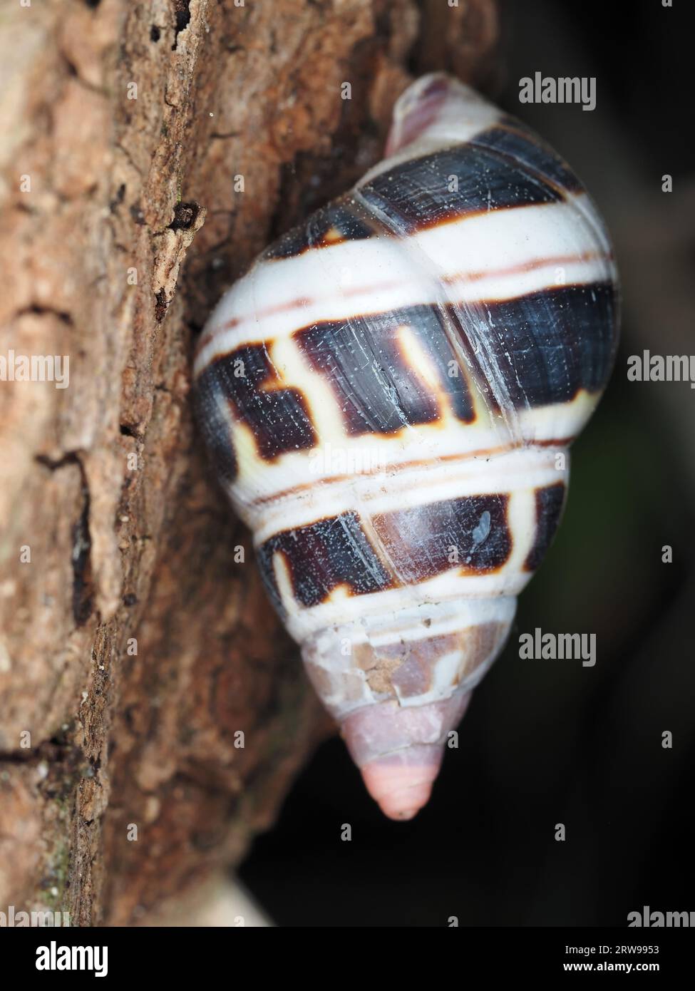 Escargot identifié comme Liguus fasciatus astanéozonatus dans le parc national des Everglades, Floride, États-Unis Banque D'Images