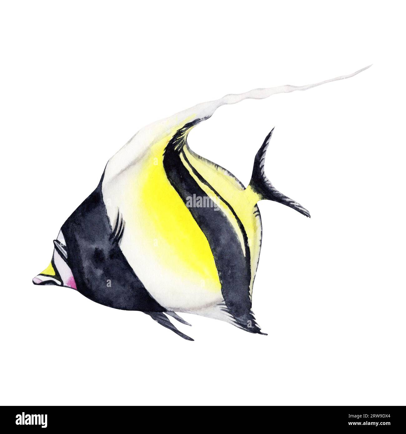 Illustration à l'aquarelle d'un poisson de récif isolé sur fond blanc. Elément de dessin sous-marin dessiné à la main. Idole mauresque noire et jaune. Banque D'Images