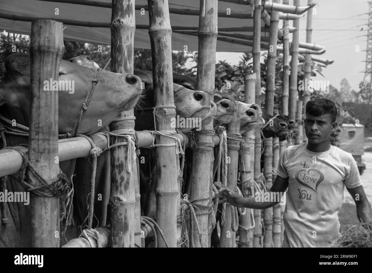 Marché aux vaches photo 4k de Ruhitpur, Bangladesh, le 5 septembre 2022 Banque D'Images