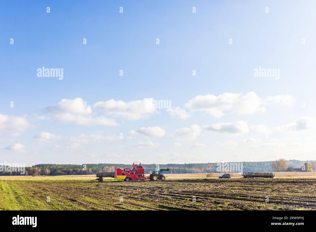 Cueillette de pommes de terre à la campagne Banque D'Images