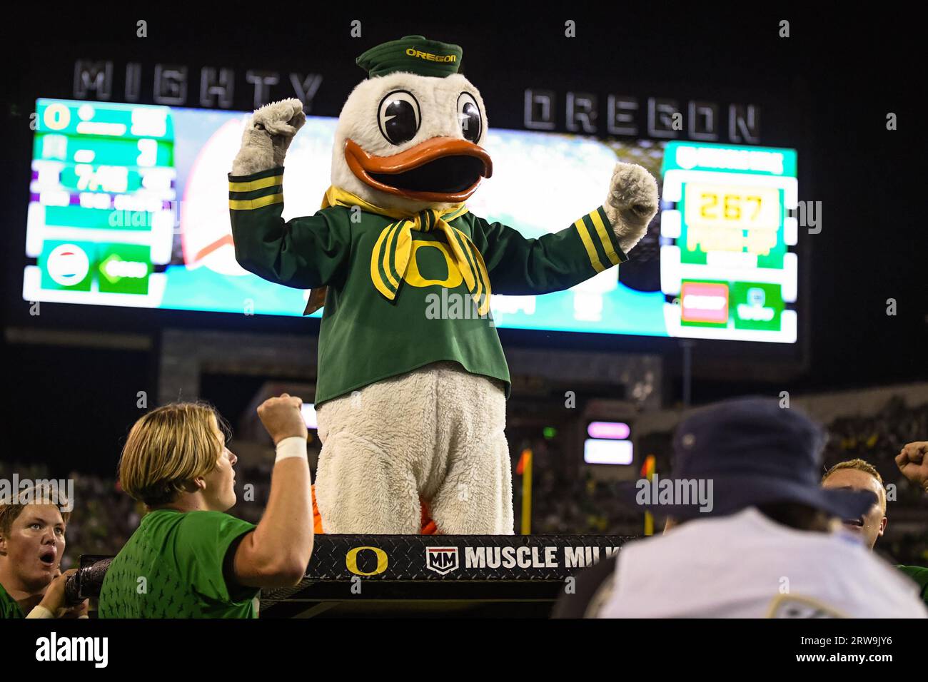 La mascotte des Oregon Ducks célèbre avec des pompes après un touchdown dans le quatrième quart-temps d'un match de football universitaire de la NCAA contre Hawaii Rainbow Warriors i. Banque D'Images
