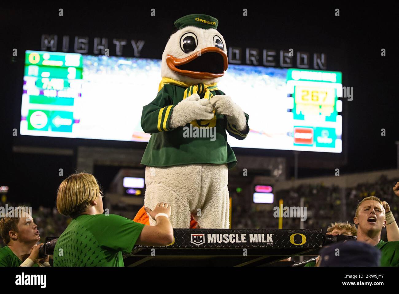 La mascotte des Oregon Ducks célèbre avec des pompes après un touchdown dans le quatrième quart-temps d'un match de football universitaire de la NCAA contre Hawaii Rainbow Warriors i. Banque D'Images