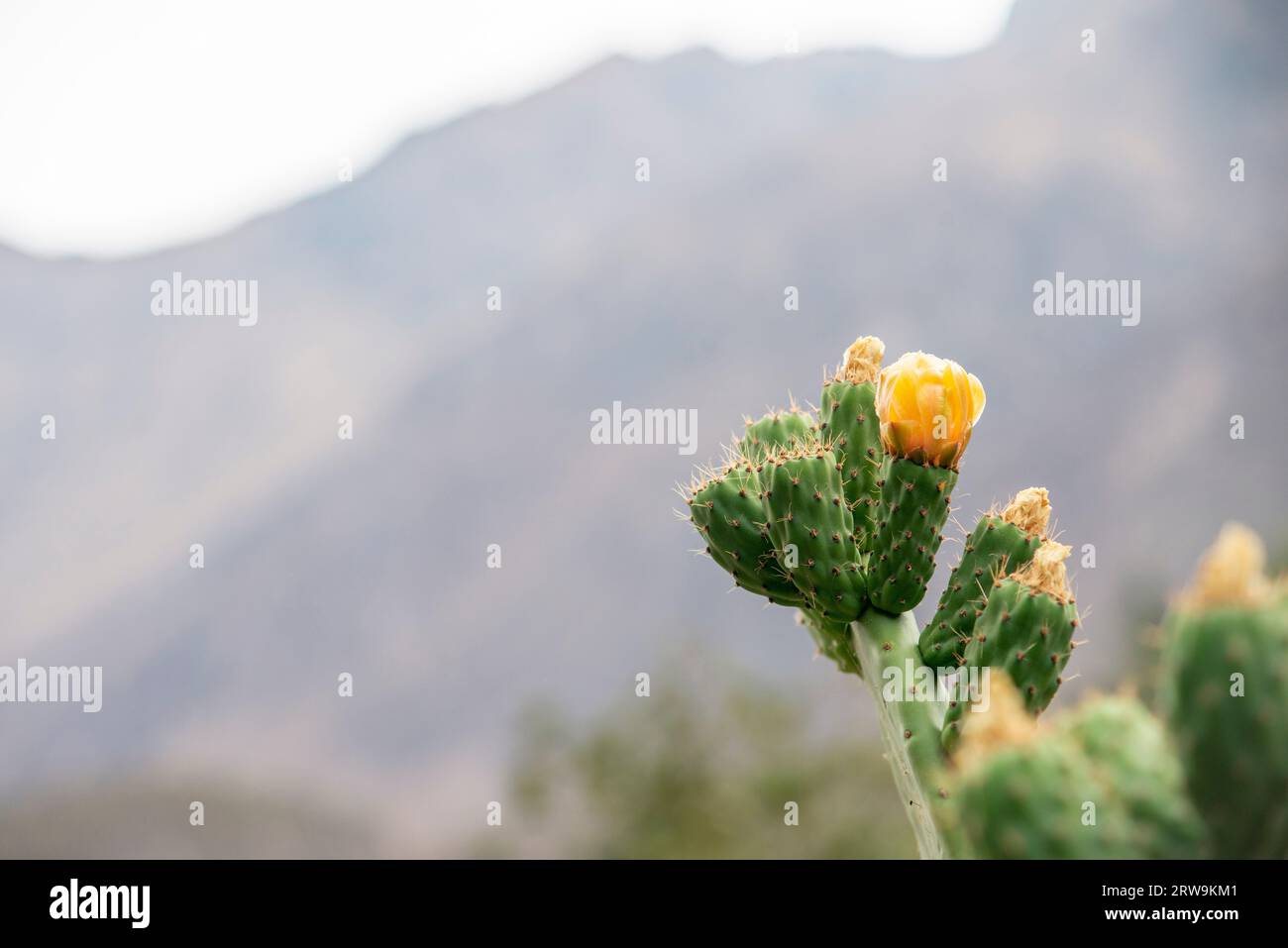 Paysage de montagne au Pérou avec plante de cactus en fleurs au premier plan Banque D'Images