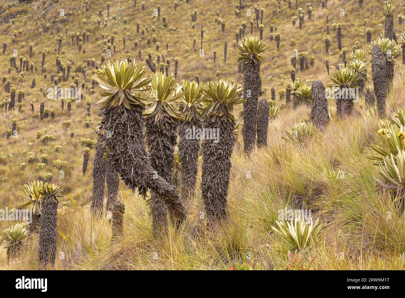 Paysage de l'écosystème paramo dans les Andes de Colombie, Amérique du Sud. Banque D'Images