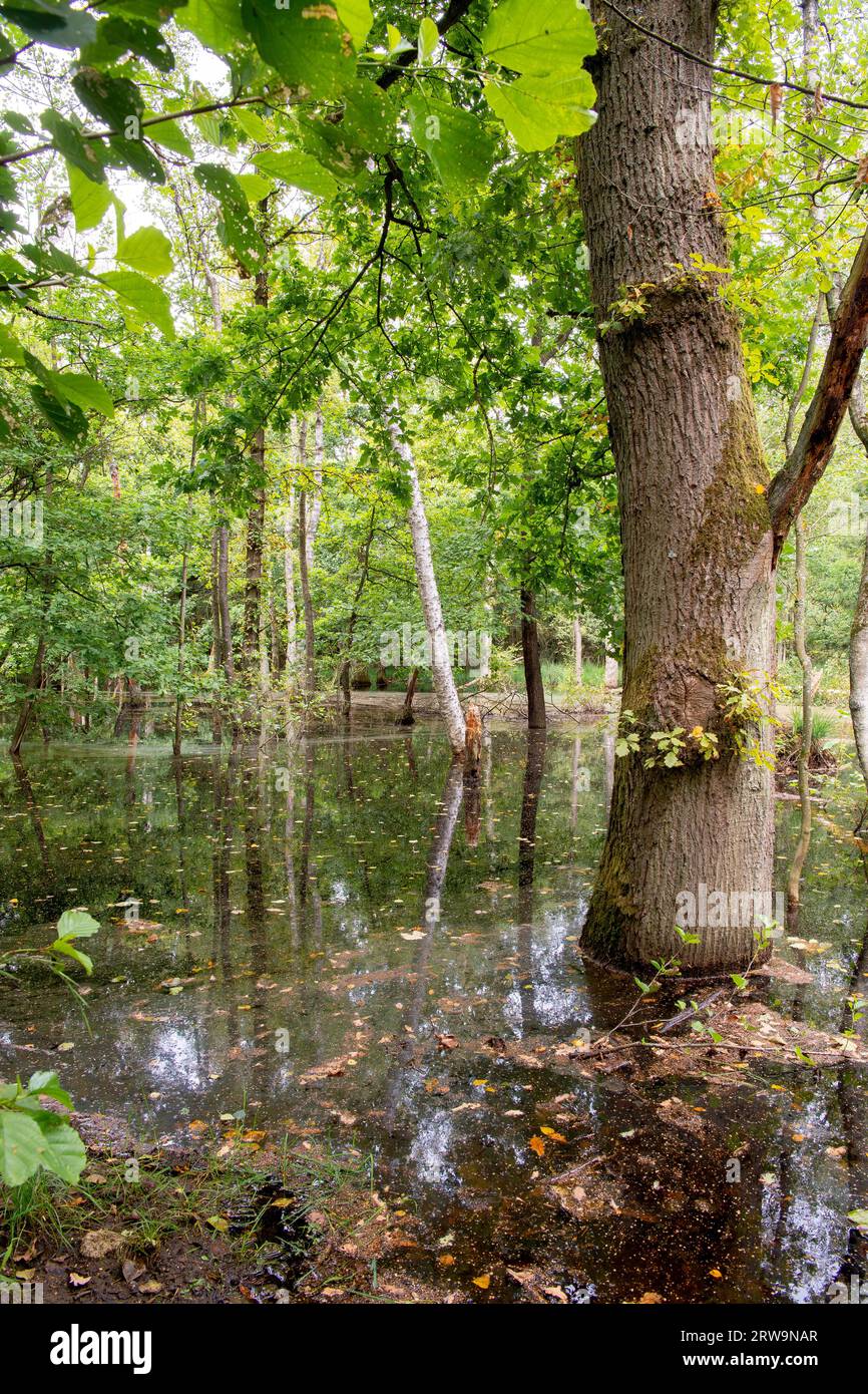 Forêt marécageuse, niveau d'eau élevé dans la forêt mixte de feuillus, Wahner Heide, Rhénanie du Nord-Westphalie, Allemagne Banque D'Images