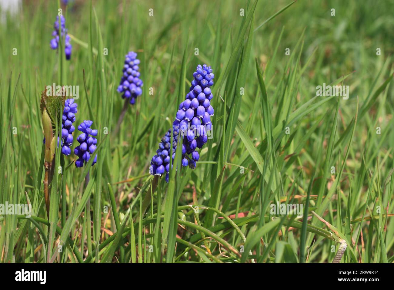 Jacinthes de raisin à floraison bleu-violet dans l'herbe Banque D'Images