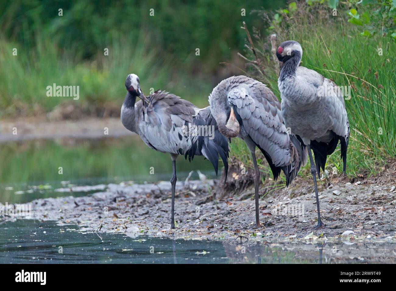 Crane, la plus grande population reproductrice se trouve en Russie (grue commune (Grus grus) Banque D'Images