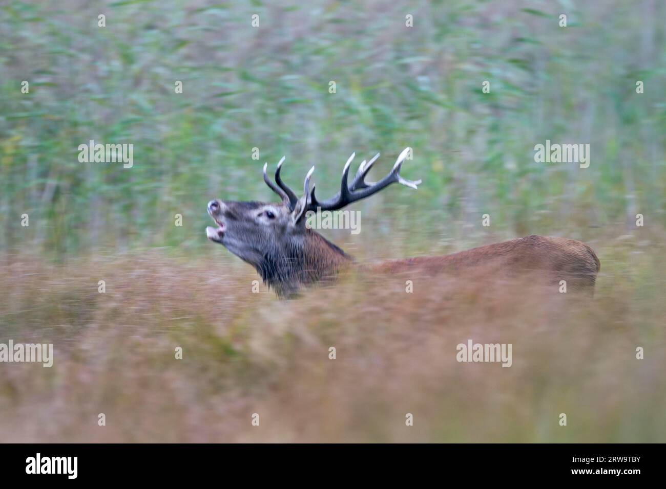 Le cerf rouge peut atteindre un âge de 10, 15 ans dans la nature (photo cerf roux rugissant (Cervus elaphus) devant une ceinture de roseaux), le cerf rouge, dans la nature ils Banque D'Images