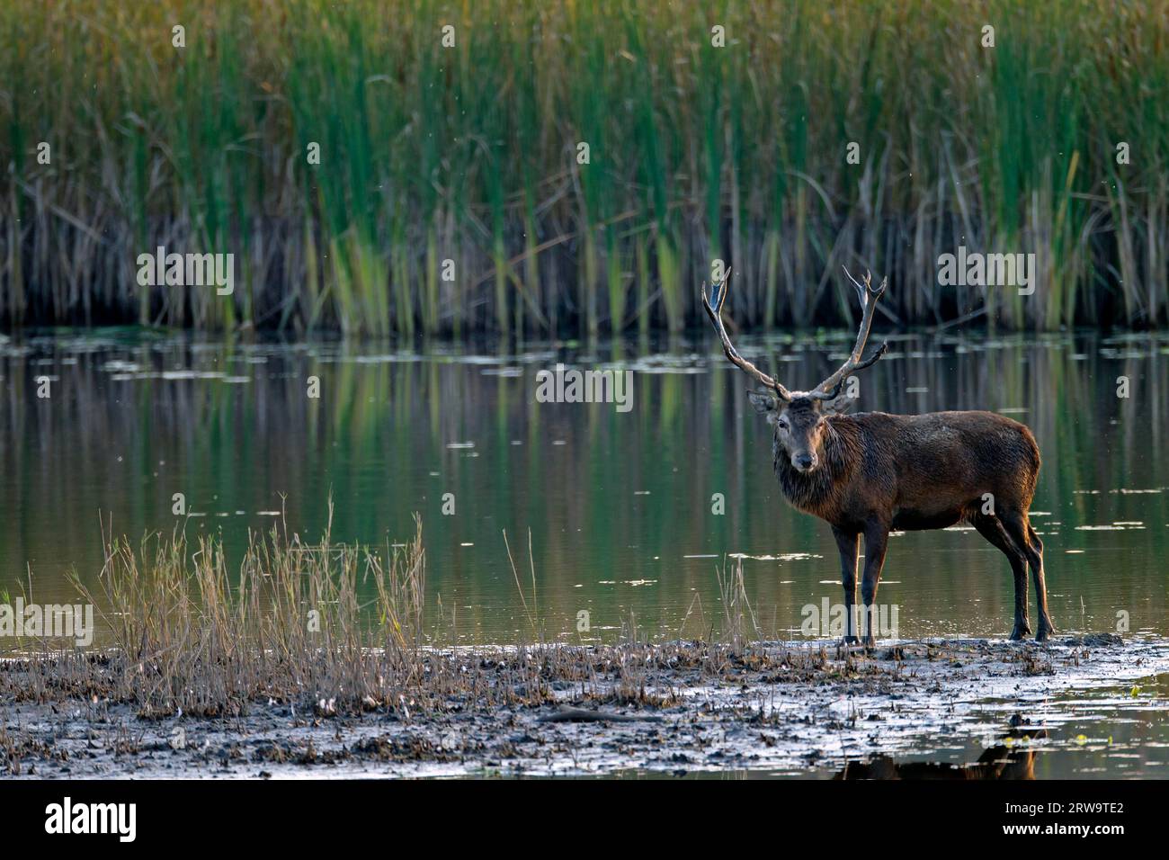 Les cerfs rouges étaient déjà d'une grande importance pour les humains à l'âge de pierre, comme en témoignent les peintures rupestres de cette époque (photo cerfs rouges (Cervus elaphus) Banque D'Images