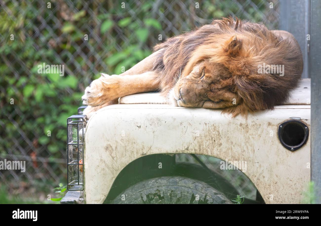 Lion adulte dormant sur une voiture, mise au point sélective Banque D'Images