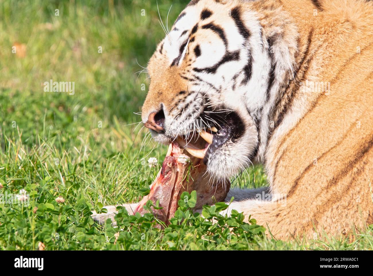 Tigre d'Amour dans l'herbe, manger - foyer sélectif Banque D'Images