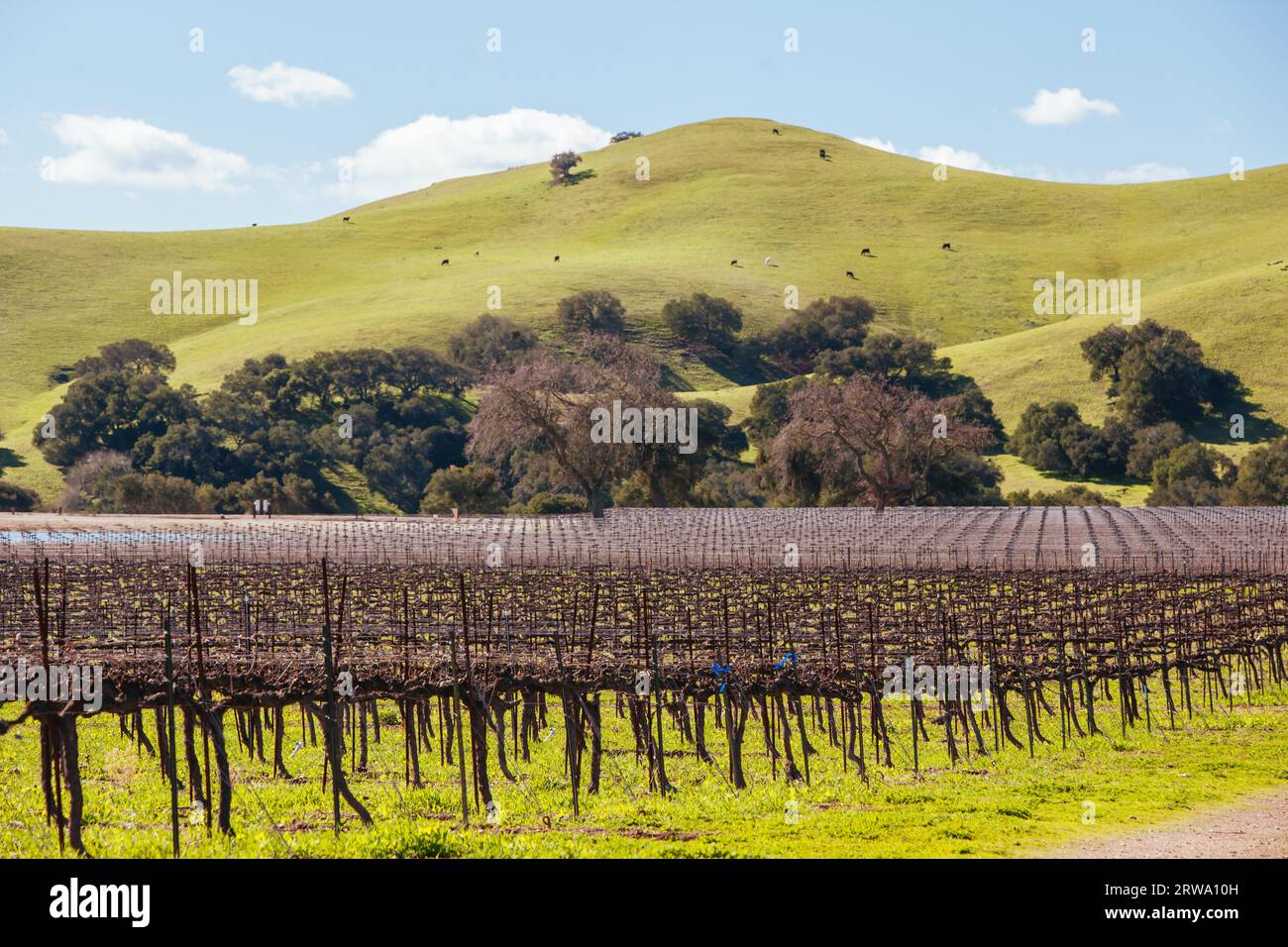 Vignes d'hiver dans la région viticole de Santa Ynez Valley à Firestone Winery à Los Olivos, Californie, États-Unis Banque D'Images