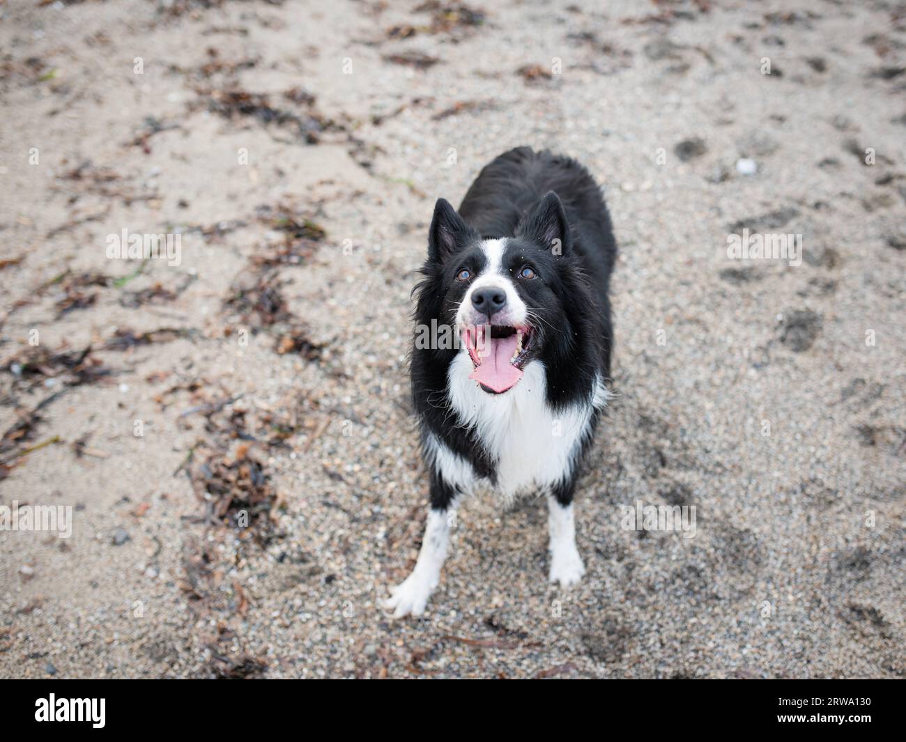 Border collie jouant dans le sable Banque D'Images