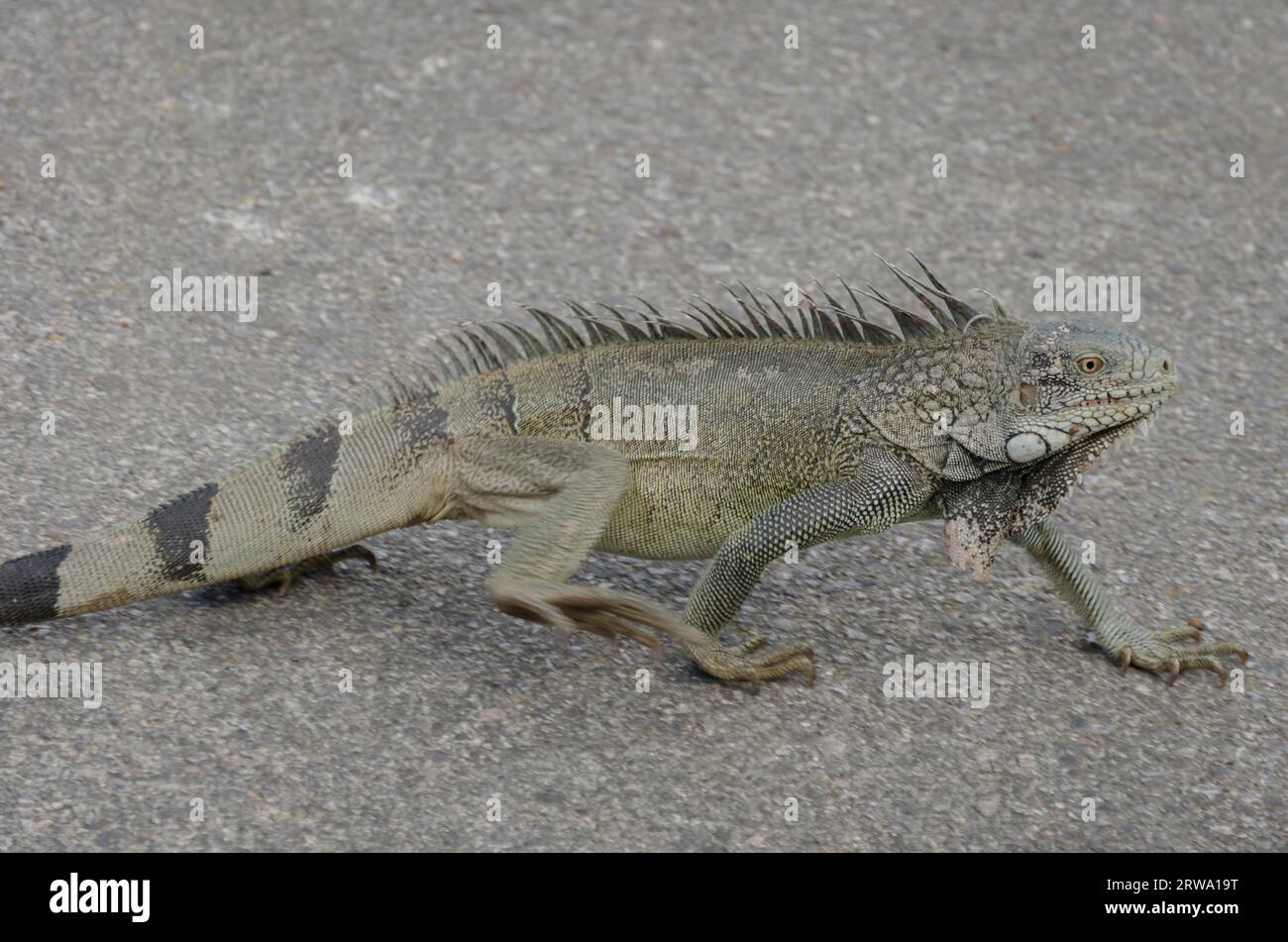 Gros plan d'un iguane (Iguana iguana) sur un rocher à Curaçao Banque D'Images