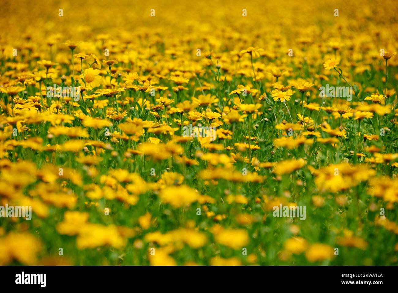 Prairie d'été avec des fleurs jaunes Banque D'Images