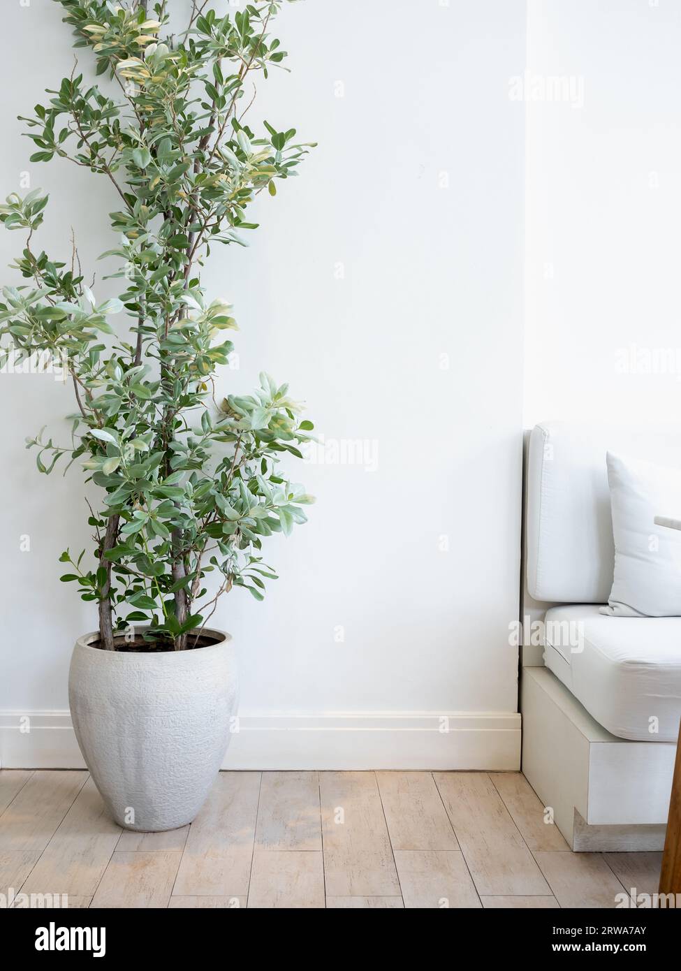 Grandes feuilles vert clair, arbre de plante dans un vase en béton ou un pot de ciment sur sol de carreaux de bois et fond de mur blanc près du canapé, style vertical. Nettoyer bri Banque D'Images