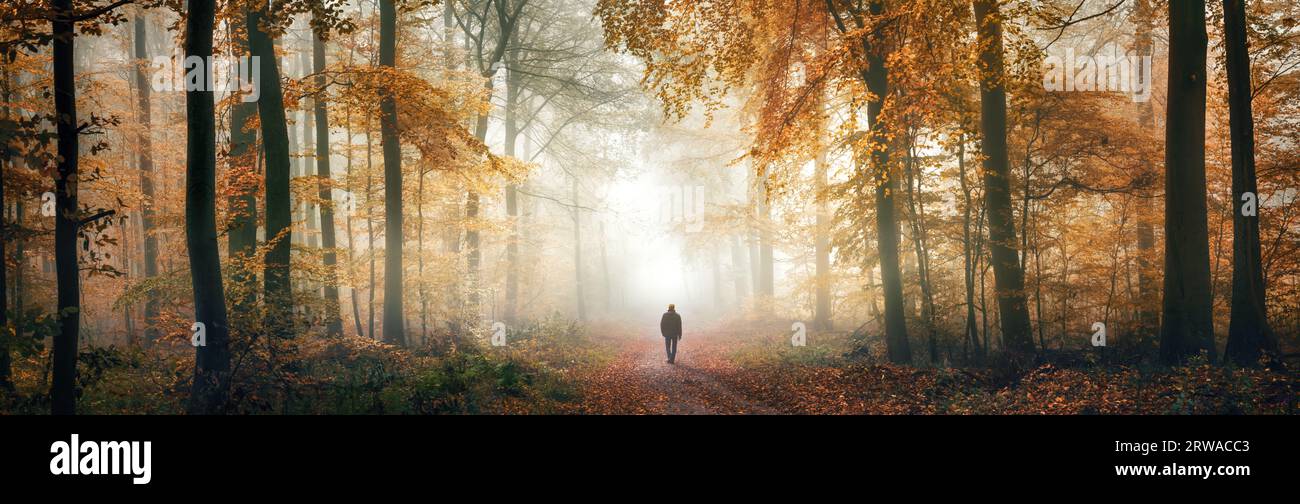 Promenade solitaire dans les profondeurs d'une belle forêt de rêve dans la brume d'automne, un panorama extra large avec une atmosphère magique Banque D'Images