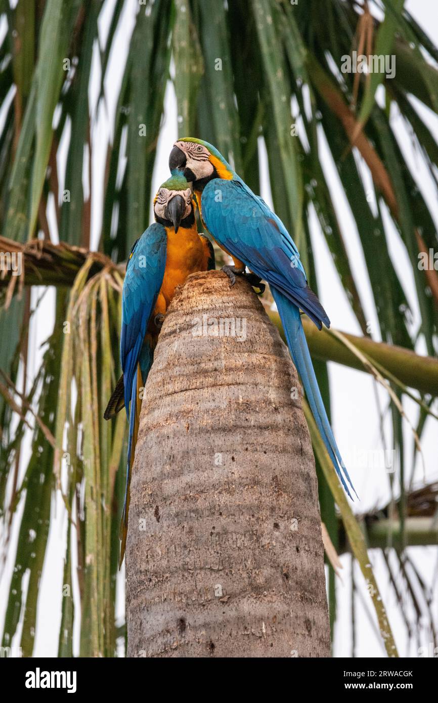 Belle vue sur un couple d'aras bleu et jaune sur Buriti Palm Banque D'Images