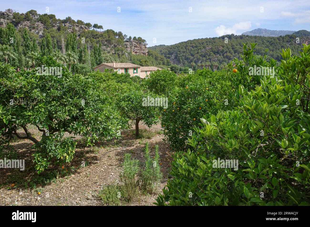 Soller, Espagne - 12 juin 2023 : vue sur la vallée de Soller depuis le sentier GR221. Montagnes de Tramuntana, Majorque Banque D'Images