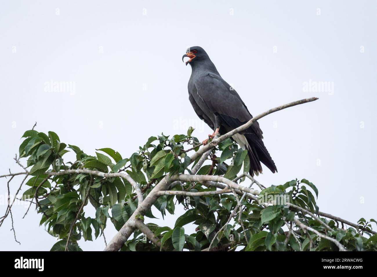 Belle vue sur Snail Kite sur branche d'arbre dans le Pantanal Banque D'Images