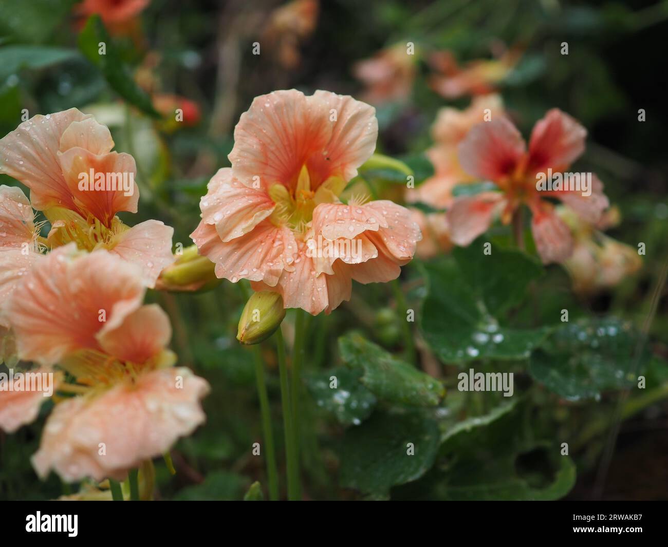 Gros plan du Tropaeolum couleur pêche / abricot / corail moins fleur de nasturtium 'Salmon Baby' dans un cottage anglais ou potager en été Banque D'Images