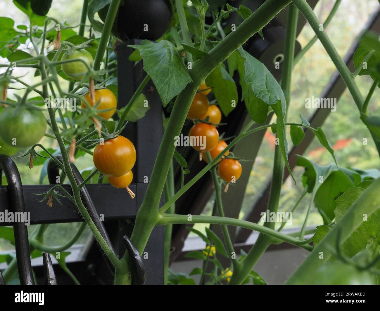 Tomates jaunes / oranges en cordon 'Sungold' poussant et mûrissant sur une vigne de tomate saine dans une serre traditionnelle en Grande-Bretagne en été Banque D'Images