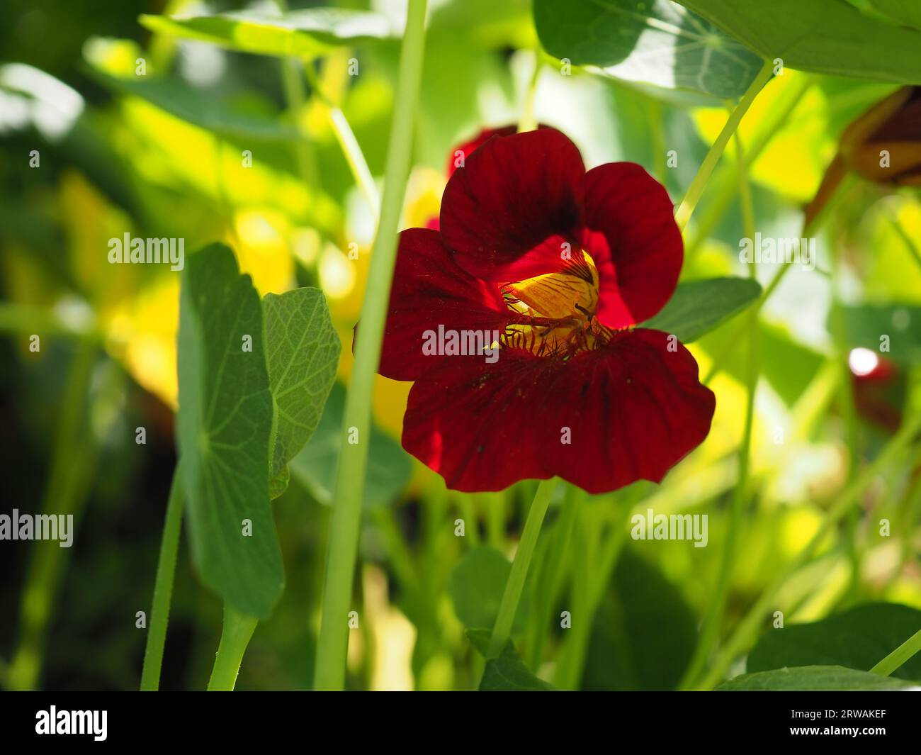 Gros plan d'un Tropaeolum rouge foncé moins nain nasturtium 'Black Velvet' fleur annuelle en feuilles tachetées de soleil dans un potager britannique en été Banque D'Images