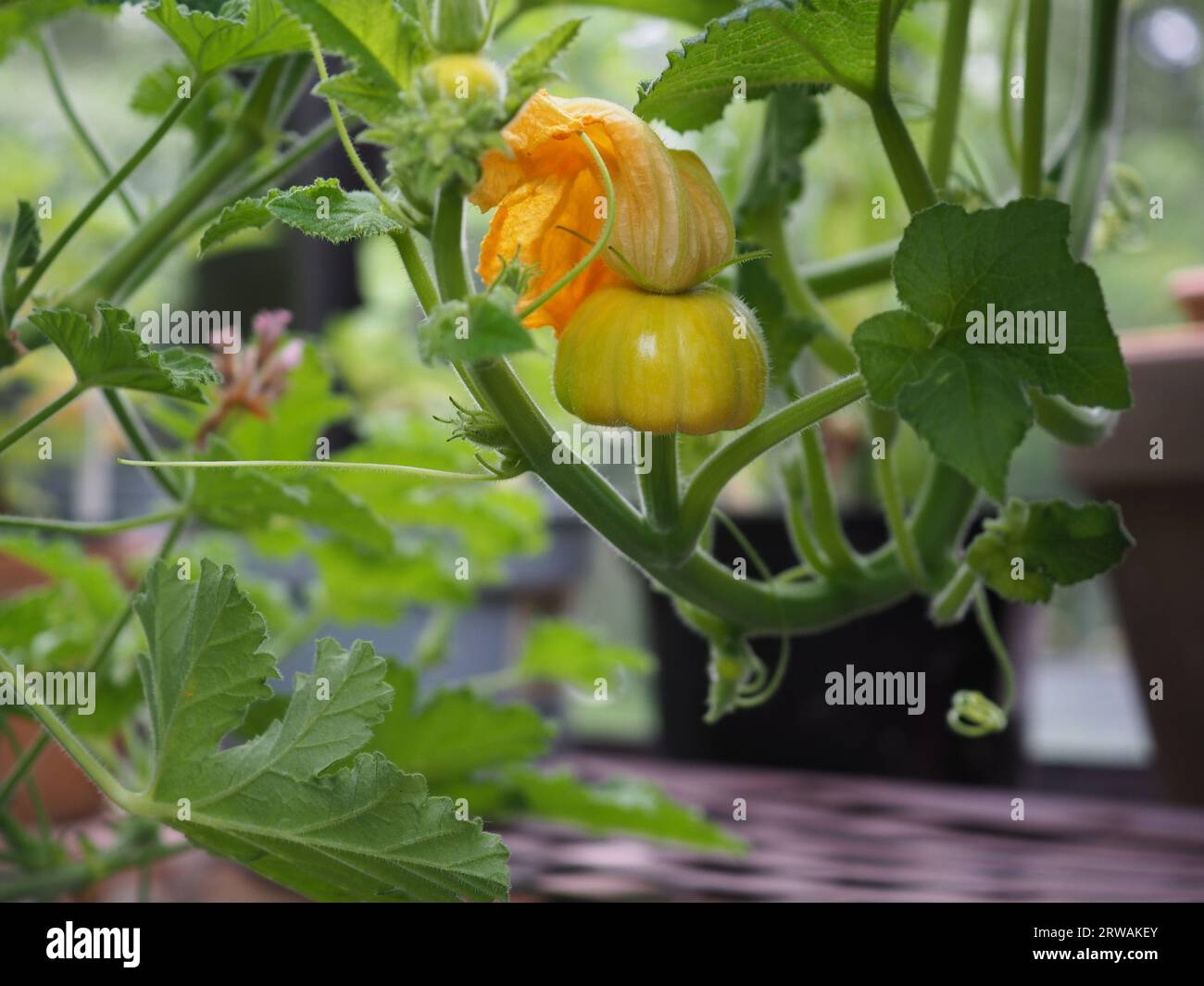 Citrouille Lumineuse Décoration Citrouille Verre Doré 15cm - Ornement Automne Halloween Thanksgiving Citrouille Verre 15cm