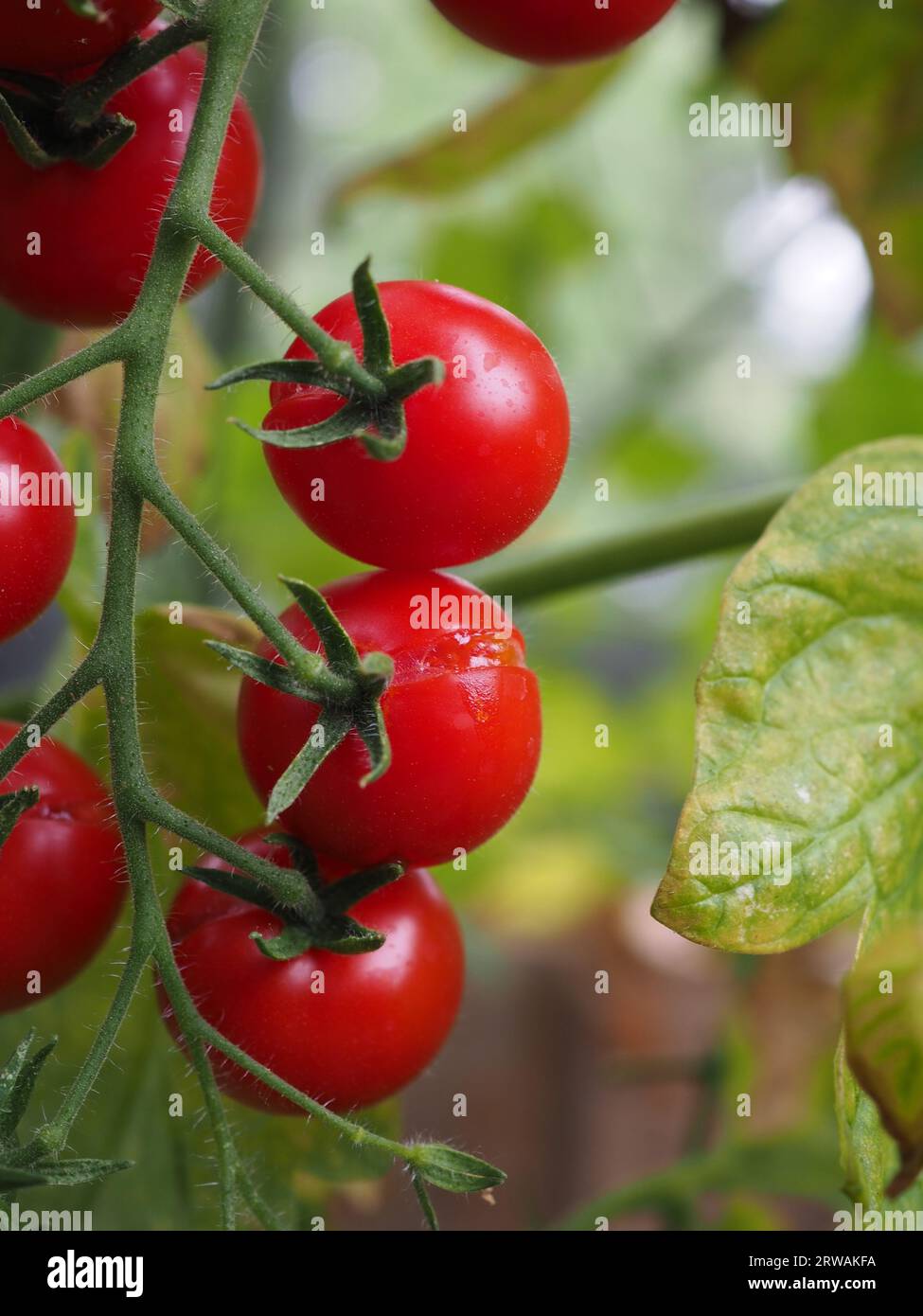 Gros plan d'une tomate cerise trop mûre sur la vigne avec une fente ou une fissure dans la peau - un problème de jardinage en serre causé par un arrosage excessif Banque D'Images