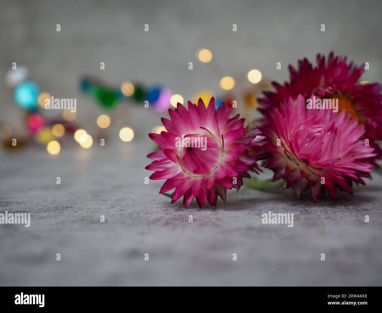 Gros plan de séchage Helichrysum ou Xerochrysum bracteatum 'Silvery Rose' fleurs comme décoration sur un fond de Noël lumineux de fée de bokeh étincelant Banque D'Images