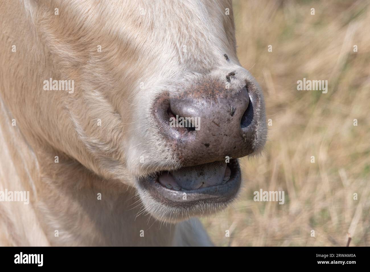 Gros plan d'une vache mâchant le cud, comportement animal ruminant Banque D'Images