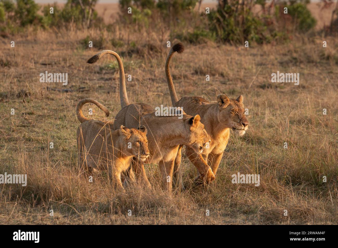 Lion dans Masai Mara National Reserve Kenya Africa prise par sony a6300 Banque D'Images