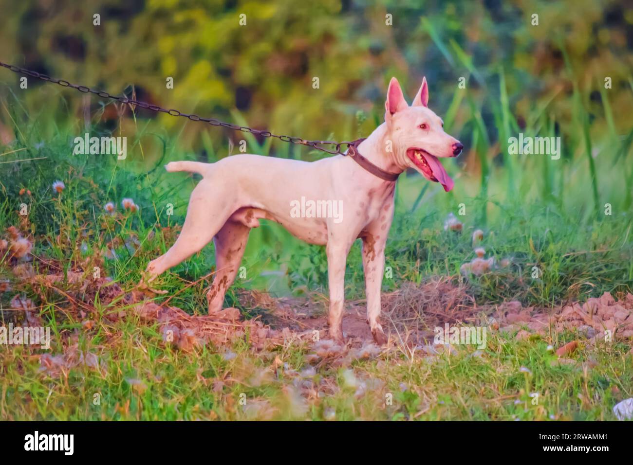 Portrait de chien gull terrier ou Bull terrier dans la forêt pendant la chasse. Portrait de chien Bull terrier en gros plan en plein air. Chien de chasse. Race rare de Banque D'Images